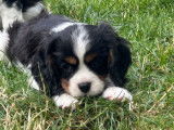 5 chiots Cavaliers King Charles LOF à réserver