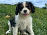 5 chiots Cavaliers King Charles LOF à réserver