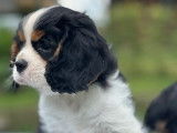 5 chiots Cavaliers King Charles LOF à réserver