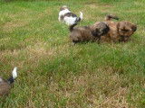 &Agrave; vendre, des chiots m&acirc;les Shih Tzu LOF