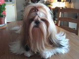 &Agrave; vendre, des chiots m&acirc;les Shih Tzu LOF