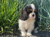 À vendre : 4 chiots Cavaliers King Charles LOF