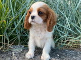 À vendre : 4 chiots Cavaliers King Charles LOF