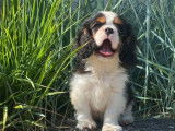 À vendre : 4 chiots Cavaliers King Charles LOF