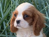 À vendre : 4 chiots Cavaliers King Charles LOF
