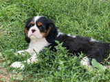 À vendre : 4 chiots Cavaliers King Charles LOF