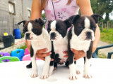 À réserver : 5 chiots Boston Terriers LOF