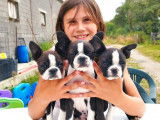 À réserver : 5 chiots Boston Terriers LOF