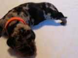 Chiots Teckel couleurs arlequin