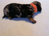 Chiots Teckel couleurs arlequin