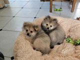 Chiots Spitz &agrave; vendre