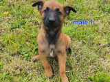 8 chiots Malinois LOF à réserver