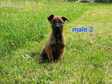 8 chiots Malinois LOF à réserver