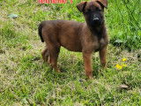 8 chiots Malinois LOF à réserver