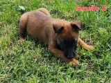 8 chiots Malinois LOF à réserver