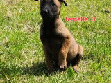 8 chiots Malinois LOF à réserver