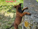 8 chiots Malinois LOF à réserver