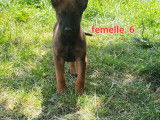 8 chiots Malinois LOF à réserver