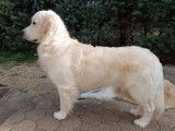 Mâle pour saillie Golden Retriever LOF confirmé