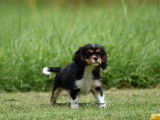 À vendre : un chiot femelle Cavalier King Charles LOF