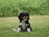 À vendre : un chiot femelle Cavalier King Charles LOF