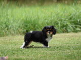 À vendre : un chiot femelle Cavalier King Charles LOF