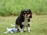 À vendre : un chiot femelle Cavalier King Charles LOF