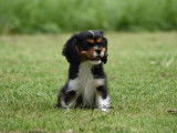 À vendre : un chiot femelle Cavalier King Charles LOF