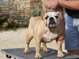À vendre : un chiot mâle Bulldog Anglais LOF
