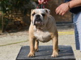 À vendre : un chiot mâle Bulldog Anglais LOF