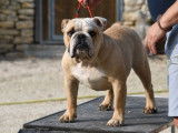 À vendre : un chiot mâle Bulldog Anglais LOF