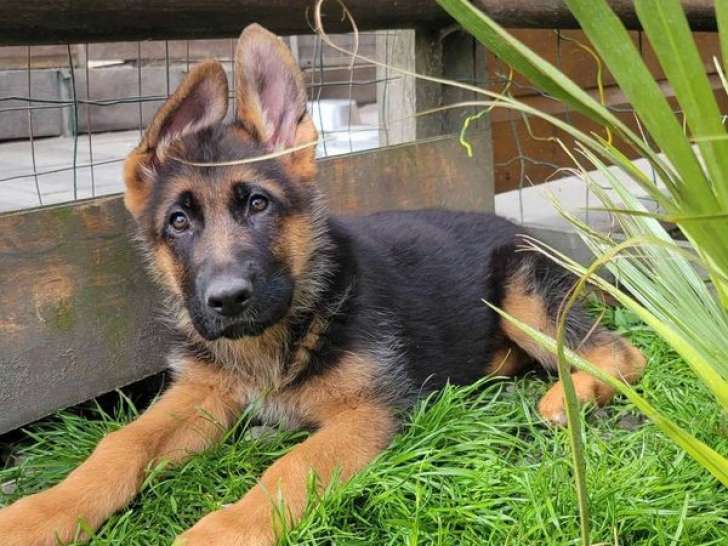 5 chiots Bergers Allemands mâles LOF à vendre