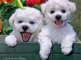 Chiots Bichons Frisés disponible à réserver