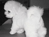 Chiots Bichons Frisés disponible à réserver