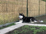 Mâle Husky Sibérien disponible pour saillie