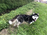 Mâle Husky Sibérien disponible pour saillie