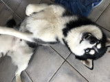 Mâle Husky Sibérien disponible pour saillie