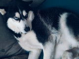 Mâle Husky Sibérien disponible pour saillie