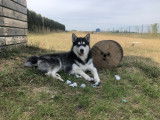 Mâle Husky Sibérien disponible pour saillie