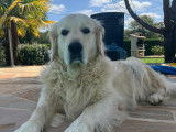Mâle Golden Retriever disponible pour saillie