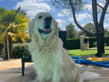 Mâle Golden Retriever disponible pour saillie