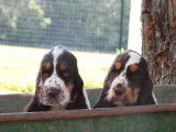 À vendre : 2 chiots Cockers Anglais LOF