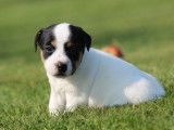 5 chiots Jack Russells Terriers LOF disponibles à la réservation