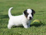 5 chiots Jack Russells Terriers LOF disponibles à la réservation