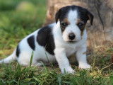 5 chiots Jack Russells Terriers LOF disponibles à la réservation