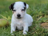 5 chiots Jack Russells Terriers LOF disponibles à la réservation