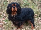 Un chien Cavalier King Charles LOF disponible à la saillie