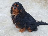 Un chien Cavalier King Charles LOF disponible à la saillie