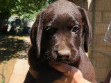 6 chiots Labradors LOF à vendre