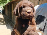 6 chiots Labradors LOF à vendre